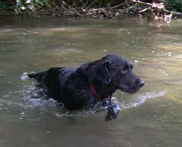 Black Lab Swim